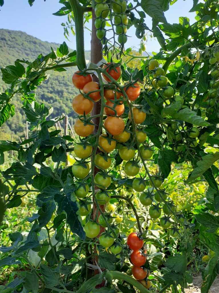 pomodori ciliegino