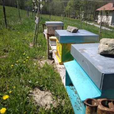 apicoltura di montagna