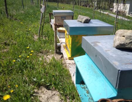 apicoltura di montagna