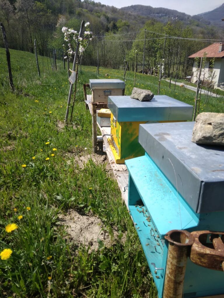 apicoltura di montagna