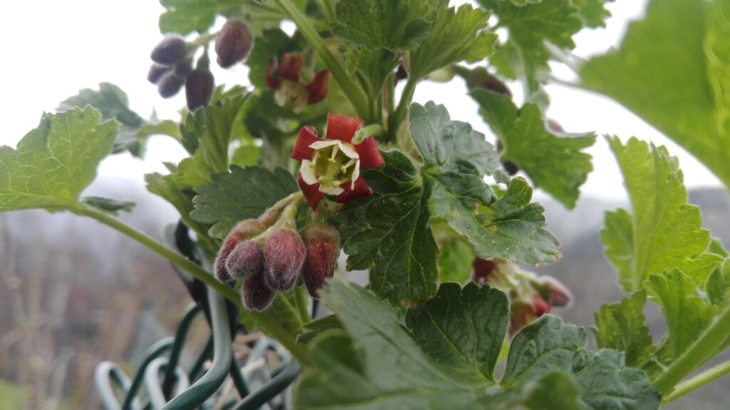 fiore di Josta - piccolo frutto