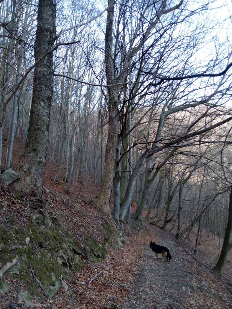 passeggiata nel bosco montagna condove reno olive frassinere