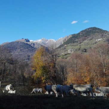 Da Olive a Reno Superiore